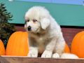 Great Pyr pups from Mocca and Boza - August 2014