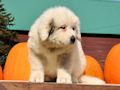 Great Pyr pups from Mocca and Boza - August 2014