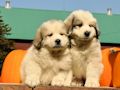 Great Pyr pups from Mocca and Boza - August 2014