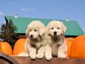 Great Pyr pups from Mocca and Boza - August 2014