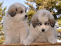 Great Pyrenees puppies born February 28, 2015.