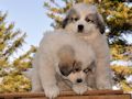 Great Pyrenees puppies born February 28, 2015.