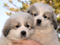Great Pyrenees puppies born February 28, 2015.