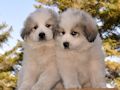 Great Pyrenees puppies born February 28, 2015.