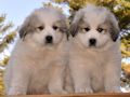 Great Pyrenees puppies born February 28, 2015.