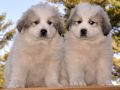 Great Pyrenees puppies born February 28, 2015.