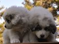 Great Pyrenees puppies born February 28, 2015.