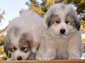 Great Pyrenees puppies born February 28, 2015.