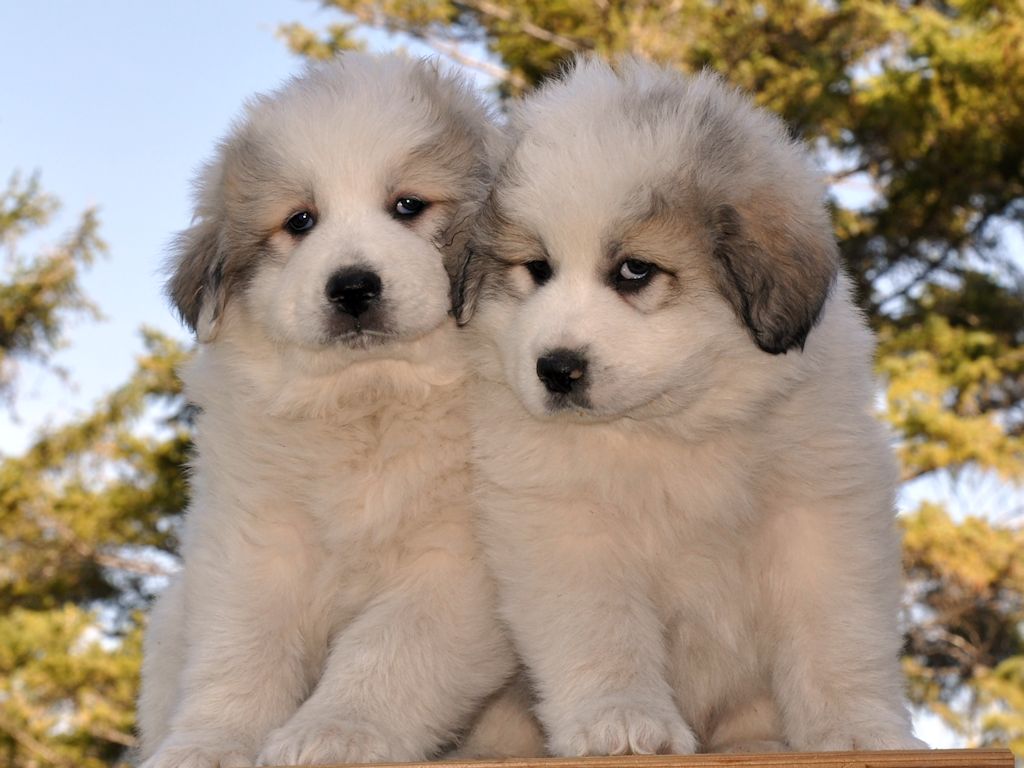 Pyr Puppy Pics 55 At Milk Honey Farm