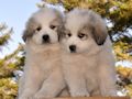 Great Pyrenees puppies born February 28, 2015.