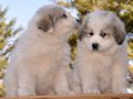 Great Pyrenees puppies born February 28, 2015.