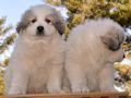 Great Pyrenees puppies born February 28, 2015.