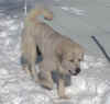 Kodi walking the snowy path along the fence line. 