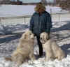 Baron and Molly sit for scratching from Sarah.