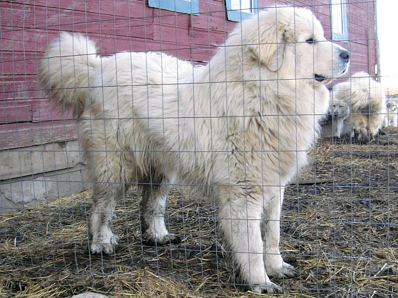 male great pyrenees