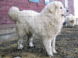 Asher, the Great Pyrenees male.