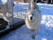 Asher, our largest Great Pyrenees male dog.