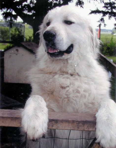 largest great pyrenees