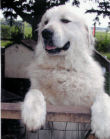 Asher, our largest Great Pyrenees stud.