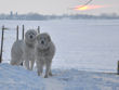 Baron and Tesse at sunset.