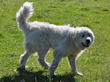 Prince Boaz