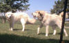 Ginger barks while Shiloh looks on.