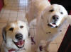 Ginger and Shiloh just back from the groomers with a new do.