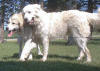 Two Pyrs at play.