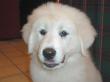 Gracie, our new white great pyrenees puppy.