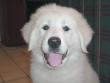 Gracie shows her great pyrenees smile.