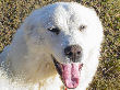 Amazing Grace, a white Great Pyrenees female at seven months.