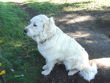 Josie makes sure things are quiet in the pasture.