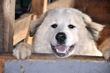 Mocca peaks over the barn fence.