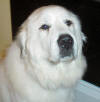 A good looking Pyr female.