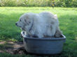 Molly likes to put her feet in the water on a hot day.