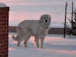 Baron and Tesse at sunset.