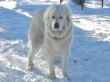 Tesse in the snow.