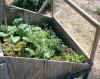 The cold frame plants grew a lot more than those on the outside.