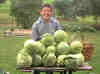Matt, a garden helper, has completed the cabbage harvest.