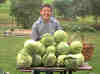 Matt, a garden helper, has completed the cabbage harvest.