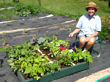 Early results on the square foot garden - box one.