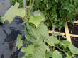 Mid-season results in the square foot garden box.