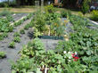 Mid-season results in the square foot garden box.