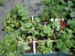 Mid-season results in the square foot garden box.