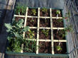 Early results on the square foot garden - box three.