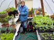 Sarah gets a little help from Pilgrim poodle as she sprays the plants with fish fertilizer.