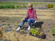 Sarah is planting her fancy lettuce setouts.