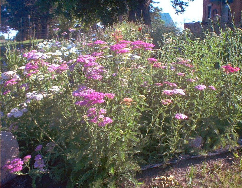 Yarrow.jpg