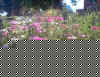 Yarrow plants in full bloom.