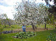 Sarar picking blossoms off the old apple tree.